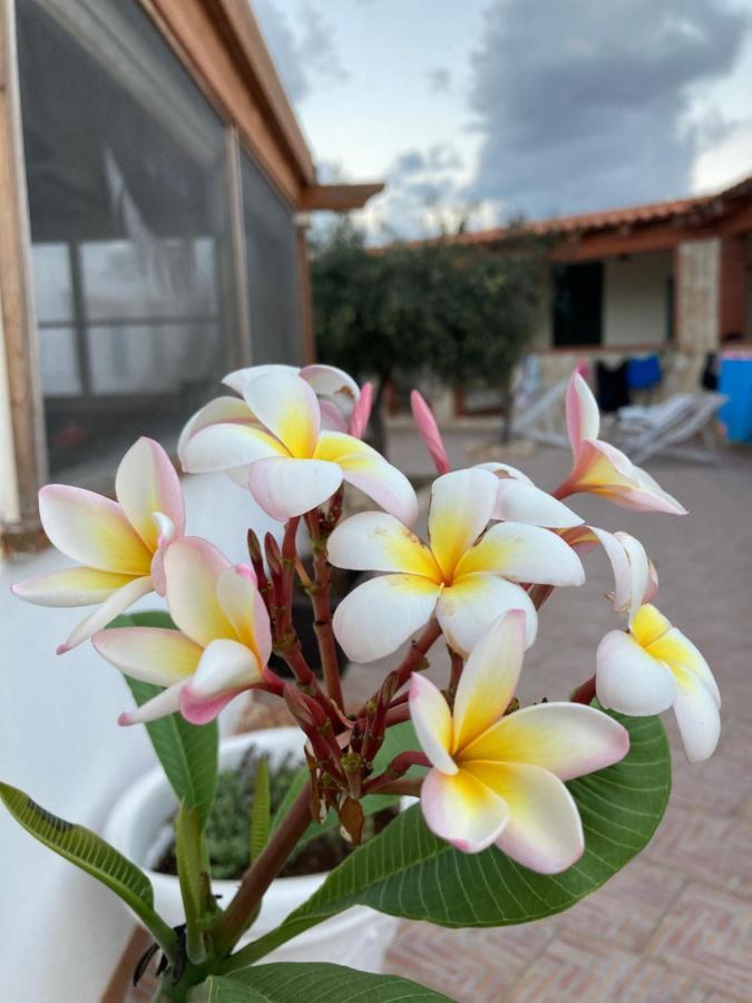 Pomelia - Lampedusa